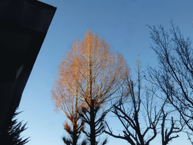 無題.gif