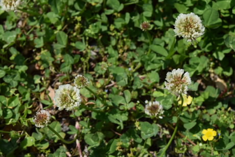 flowering plant33.jpg