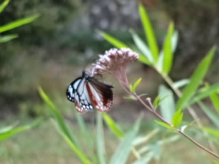 DSC00932.JPG