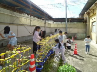 202609asagao01.jpg