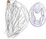 20200612asagao01.jpg