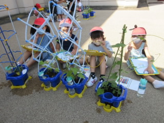 20200827asagao004.jpg