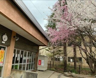 s-2504152色の桜.jpg