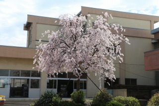 60416sakura (4).jpg