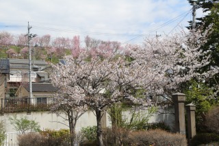 60416sakura (5).jpg