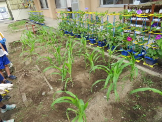 20200721kusatori002.JPG