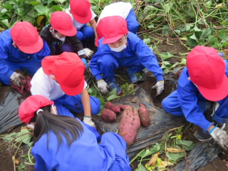 20201015satumaimo002.JPG
