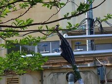 IMG_4739.jpg