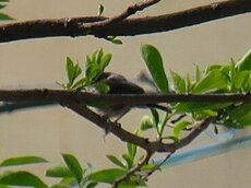 IMG_4740.jpg