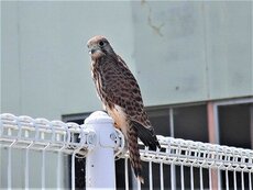 IMG_6806.jpg