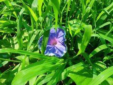 IMG_0066.jpg