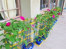 IMG_0631.jpg