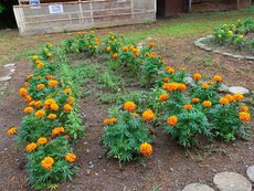IMG_0798.jpg