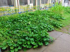 IMG_0952.jpg