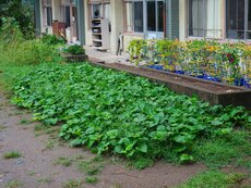 IMG_0954.jpg