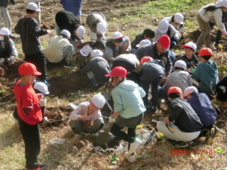 satumaimohohori31.jpg