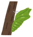 bug_sanagi.png