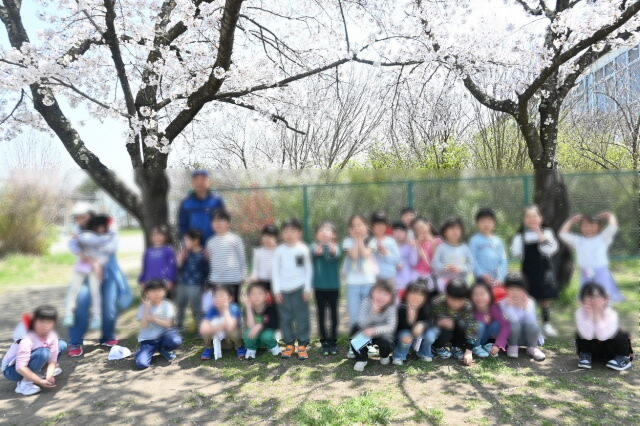 sakuramankai3011.jpg
