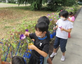 20250912asagao.jpg