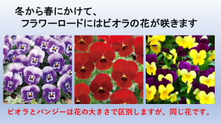 20221012_kocyou02.JPG