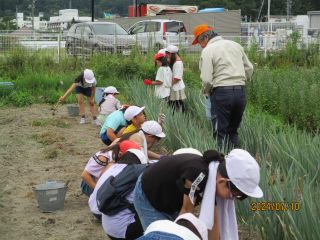 ねぎの土よせ (2).JPG