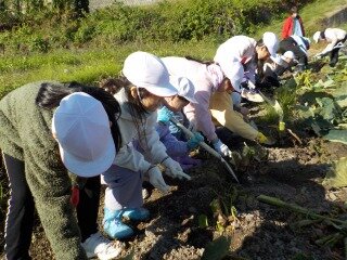 4年　里芋ほり (2).jpg