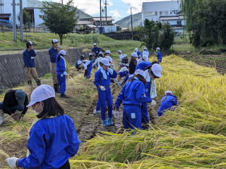 5年　稲刈り (1).jpg