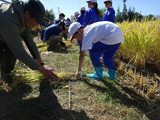 稲刈り (1).jpg