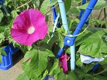 IMG_0961.jpg