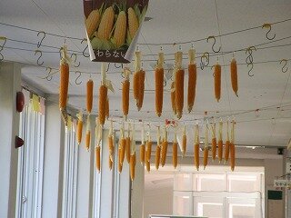 IMG_1383.jpg