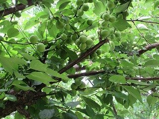 IMG_0325.jpg