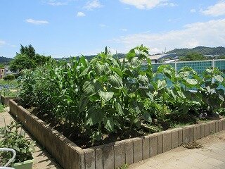 IMG_0556.jpg