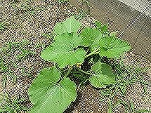 IMG_0579.jpg