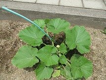IMG_0582.jpg
