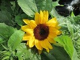 IMG_0592.jpg