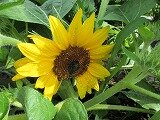 IMG_0593.jpg