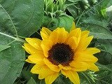 IMG_0595.jpg