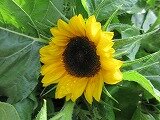 IMG_0596.jpg