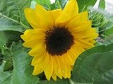 IMG_0598.jpg