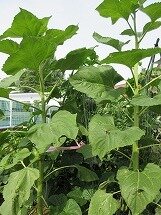IMG_0599.jpg