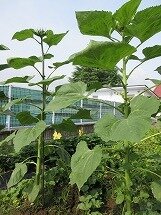 IMG_0600.jpg