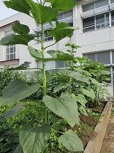 IMG_0601.jpg