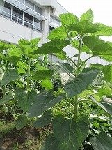 IMG_0602.jpg