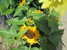 IMG_0861.jpg