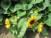 IMG_0862.jpg