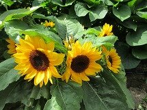 IMG_0864.jpg