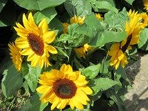 IMG_0865.jpg