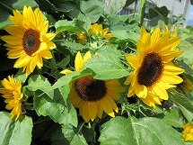 IMG_0866.jpg