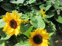 IMG_0867.jpg
