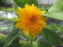 IMG_0869.jpg
